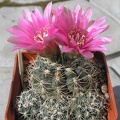 Gymnocalycium bruchii f Red flower Ru FG