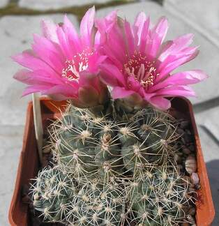 Gymnocalycium bruchii f Red flower Ru FG