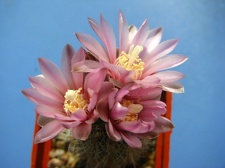 Gymnocalycium bruchii var  niveum