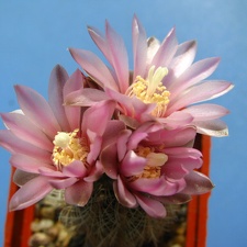 Gymnocalycium bruchii var  niveum