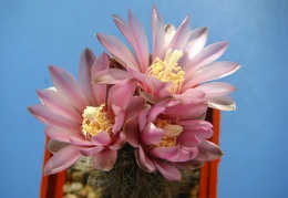 Gymnocalycium bruchii var  niveum