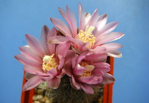 Gymnocalycium bruchii var  niveum