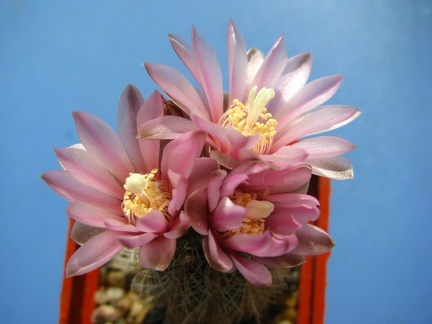 Gymnocalycium bruchii var  niveum
