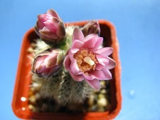 Gymnocalycium bruchii var  niveum1