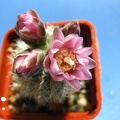 Gymnocalycium bruchii var  niveum1