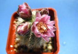Gymnocalycium bruchii var  niveum1