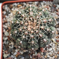 Gymnocalycium calochlorum