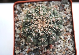 Gymnocalycium calochlorum