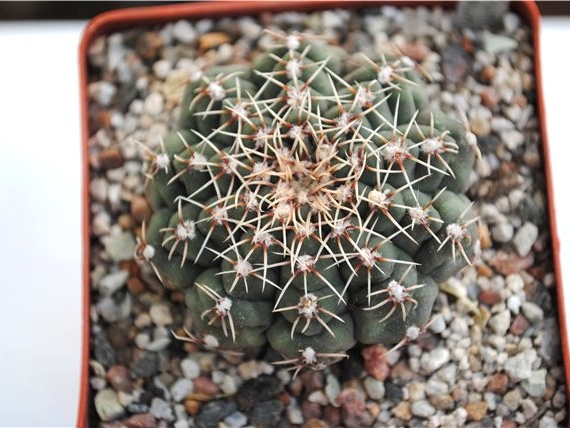 Gymnocalycium calochlorum