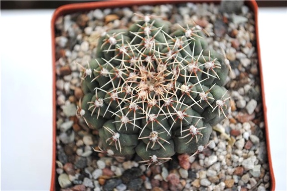 Gymnocalycium calochlorum