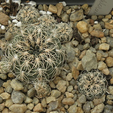 Gymnocalycium calochlorum 001
