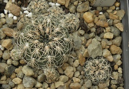 Gymnocalycium calochlorum 001