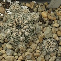 Gymnocalycium calochlorum 001 (2179 відвідувань) Gymnocalycium calochlorum 001