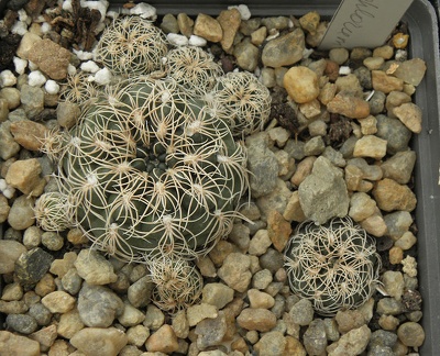 Gymnocalycium calochlorum 001