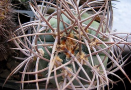 Gymnocalycium cardenasianum