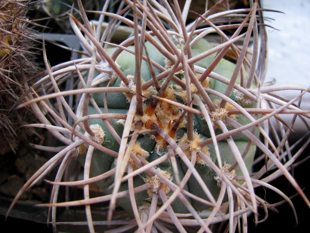 Gymnocalycium cardenasianum