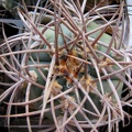Gymnocalycium cardenasianum (2632 відвідувань) Gymnocalycium cardenasianum
