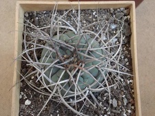 Gymnocalycium cardenasianum1 Burzak FG