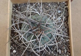 Gymnocalycium cardenasianum1 Burzak FG