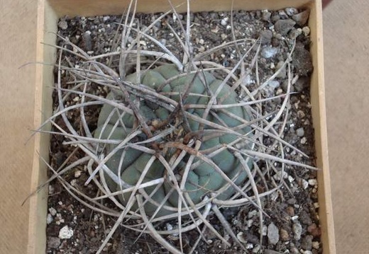 Gymnocalycium cardenasianum1 Burzak FG