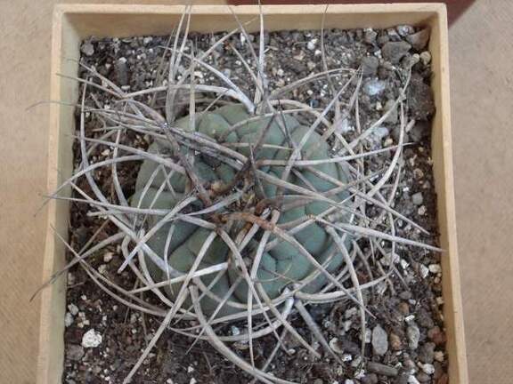 Gymnocalycium cardenasianum1 Burzak FG