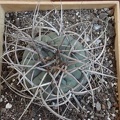 Gymnocalycium cardenasianum1 Burzak FG