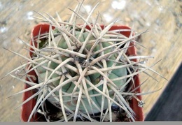 Gymnocalycium cardenasianum Burzak FG