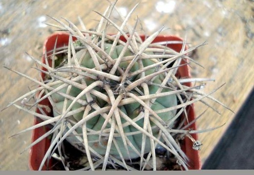 Gymnocalycium cardenasianum Burzak FG