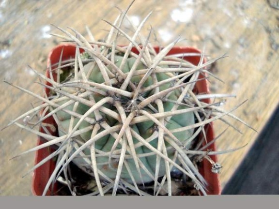 Gymnocalycium cardenasianum Burzak FG