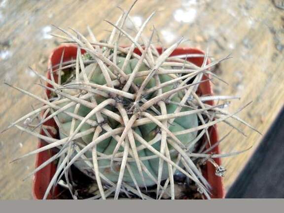 Gymnocalycium cardenasianum Burzak FG