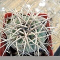 Gymnocalycium cardenasianum Burzak FG
