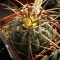 Gymnocalycium cardenasianum Iv