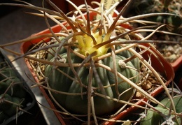 Gymnocalycium cardenasianum Iv