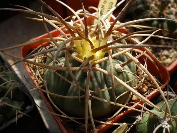 Gymnocalycium cardenasianum Iv