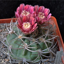 Gymnocalycium carminanthum-01