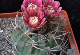 Gymnocalycium carminanthum-01