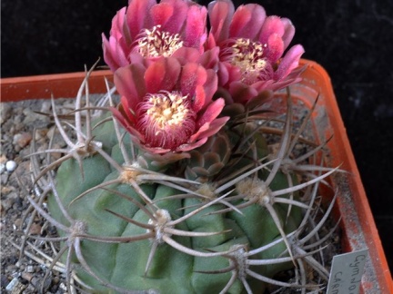 Gymnocalycium carminanthum-01