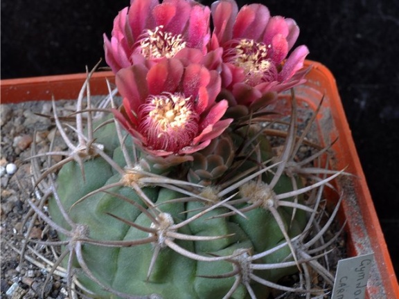 Gymnocalycium carminanthum-01