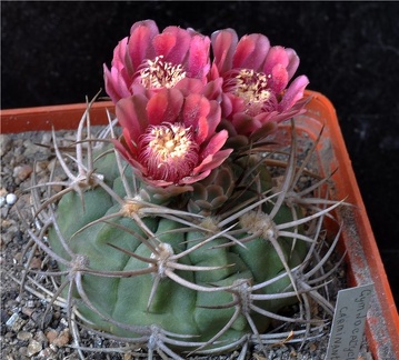 Gymnocalycium carminanthum-01
