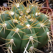 Gymnocalycium chiquitanum