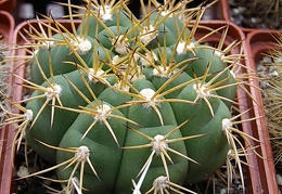 Gymnocalycium chiquitanum