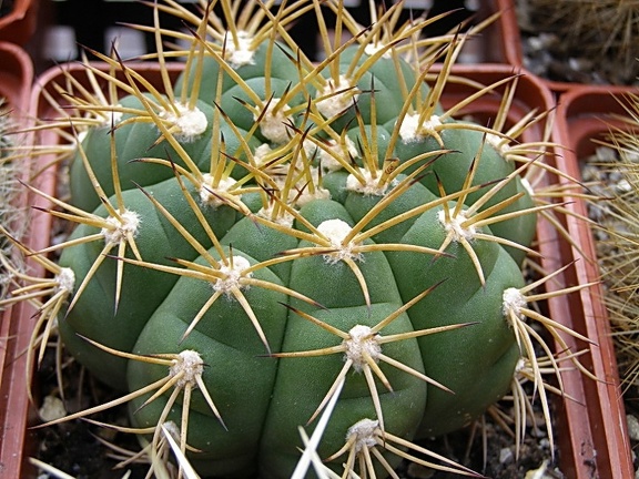 Gymnocalycium chiquitanum