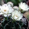 Gymnocalycium damsii