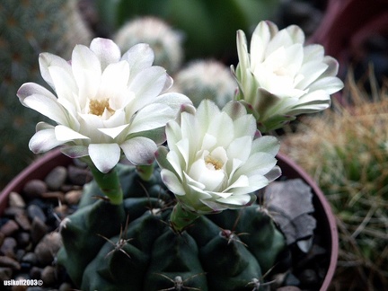 Gymnocalycium damsii