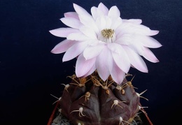 Gymnocalycium damsii Pechersky
