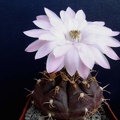 Gymnocalycium damsii Pechersky