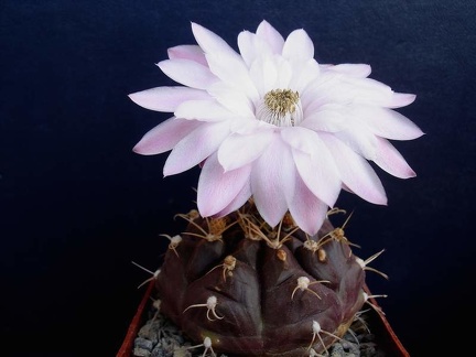 Gymnocalycium damsii Pechersky