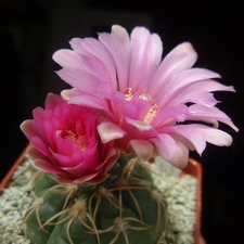 Gymnocalycium denudatum cv Jan Schuba