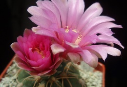 Gymnocalycium denudatum cv Jan Schuba