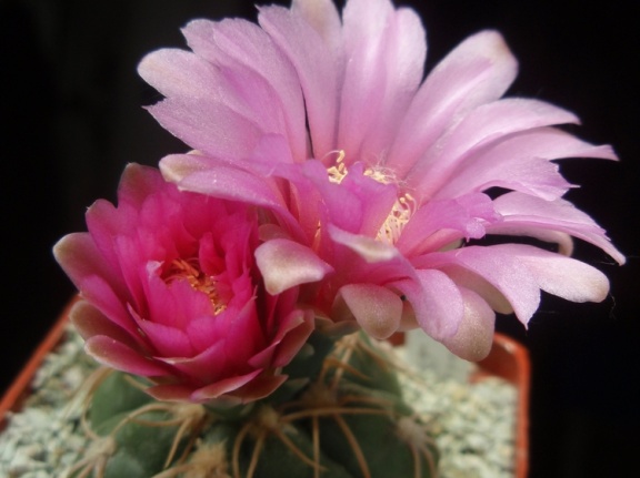 Gymnocalycium denudatum cv Jan Schuba